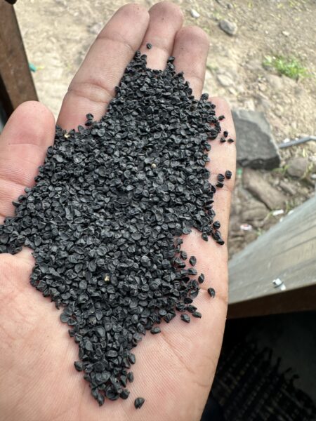 Onions seeds